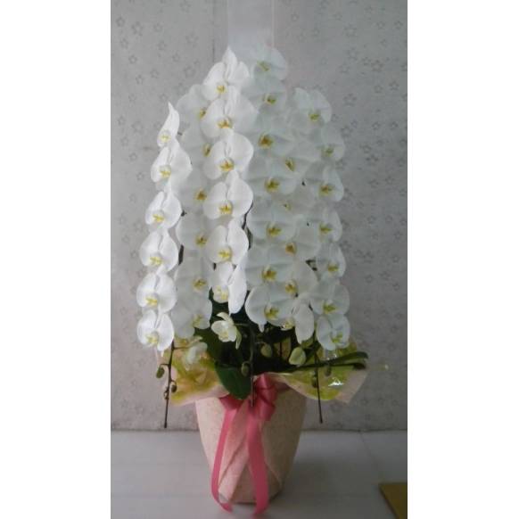 3本立ち大きな胡蝶蘭 900121